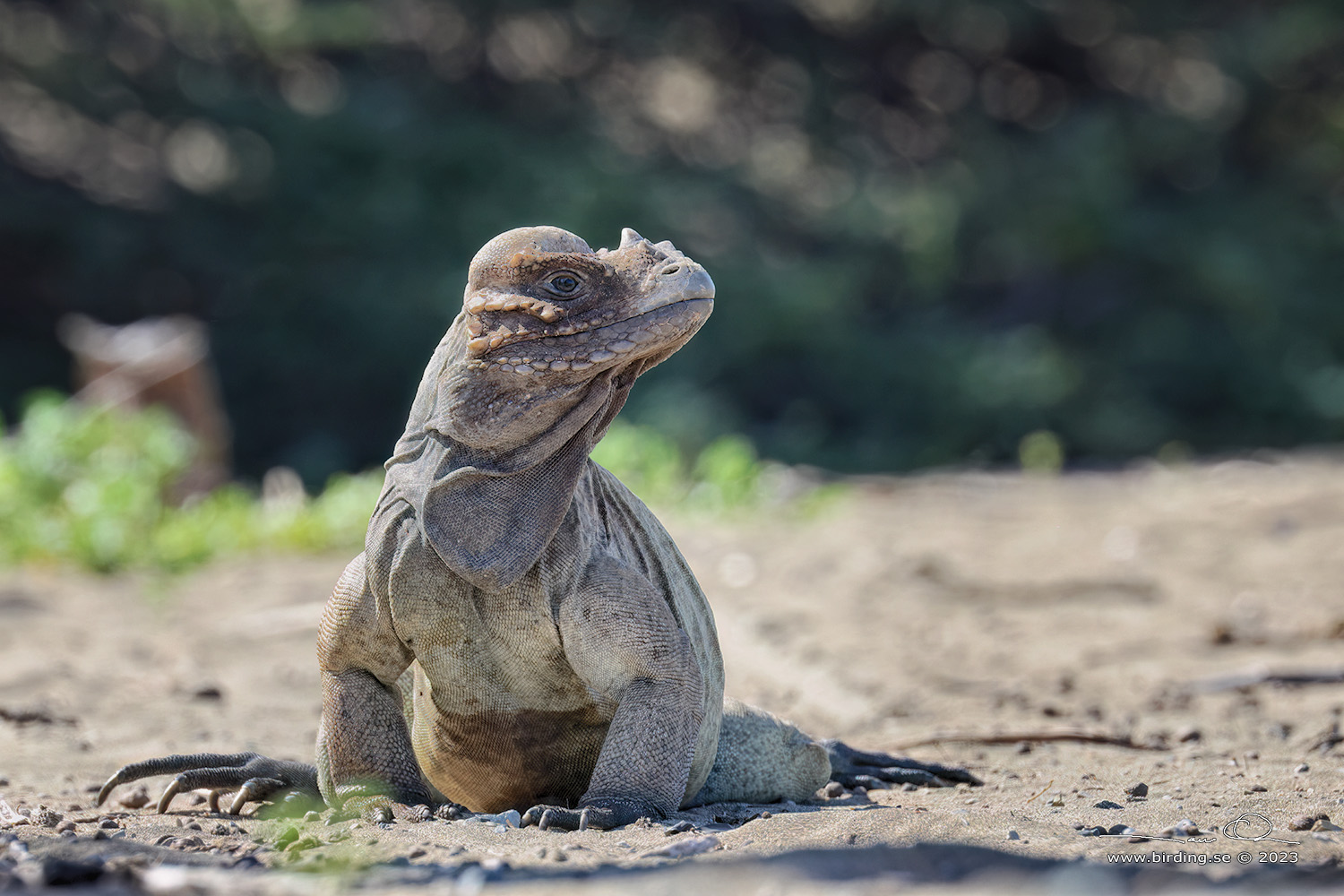 HISPANIOLAN RHINOCEROS IGUANA (Cyclura cornuta) - Stng / Close